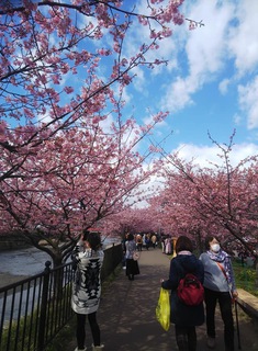 ～河津桜～