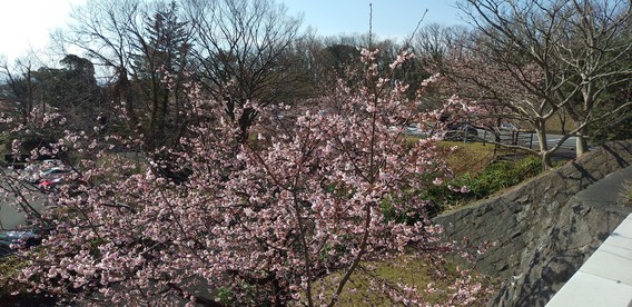 ❀大寒桜❀