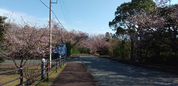 ❀大寒桜❀