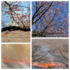 ～大室山山焼き&桜～