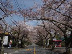 桜吹雪