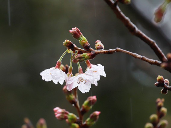 ✿2020年　桜の開花宣言✿