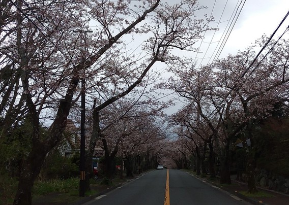 ✿伊豆高原桜並木✿