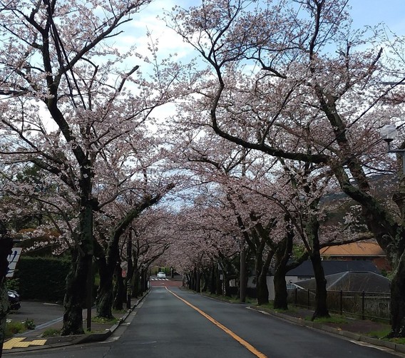 ❀伊豆高原桜並木❀