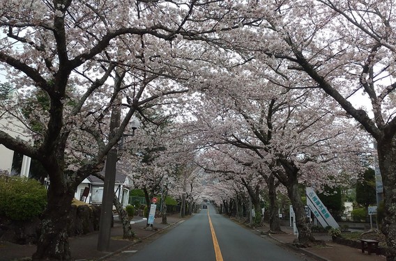 ✿満開の桜✿