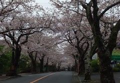 ✿満開の桜✿