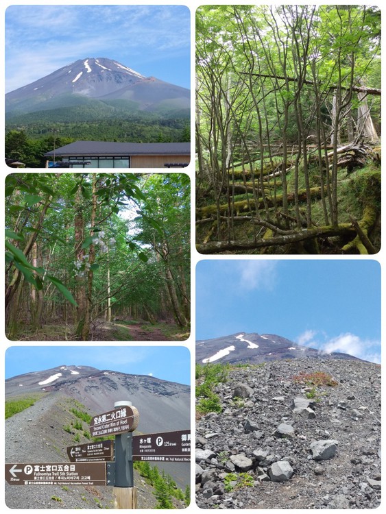 △今年の富士山△