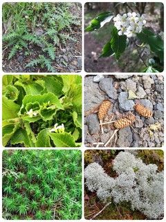 ・・高山植物・・