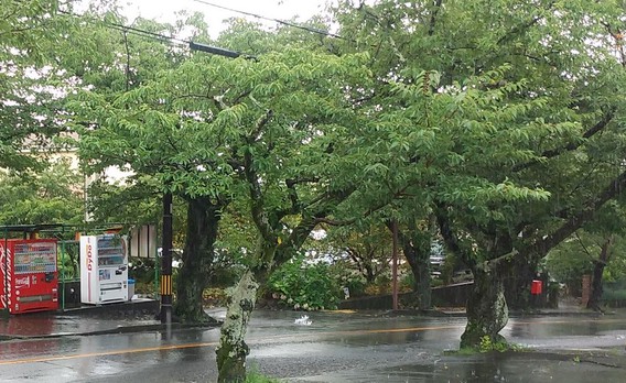 ☂梅雨明けはいつ？☂