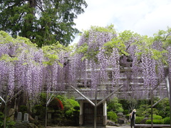 林泉寺のフジ☆彡