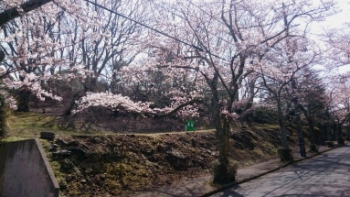 ❀桜の季節には景色が変わります❀