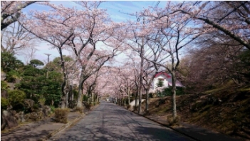 通り沿いには「隠れた穴場」イトーピアの桜並木